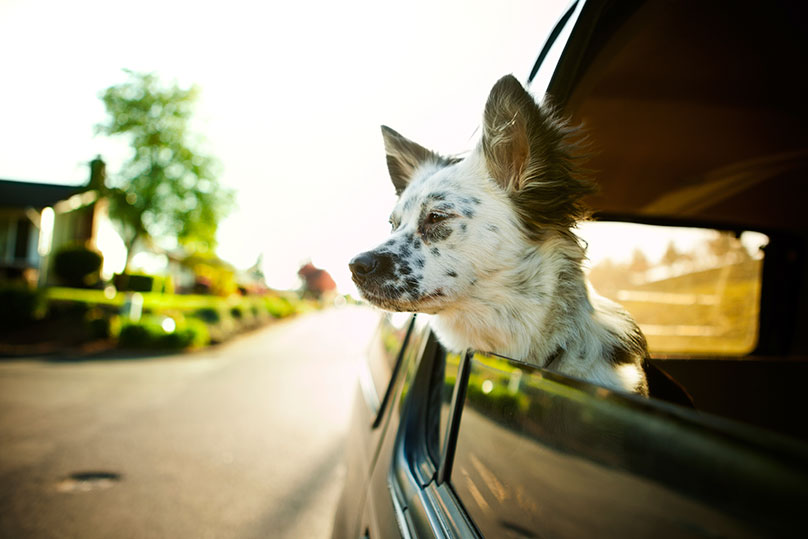 Dogilike.com :: ҡǻẺѭ ... ҽ֡ҹöѹ!!