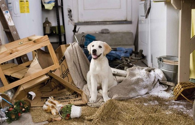 5 วิธีรับมือกับอารมณ์ 'ของขึ้น' เมื่อน้องหมาพังบ้าน!! | Dogilike.com