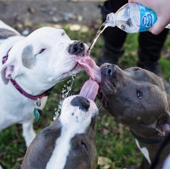 Dogilike.com :: ร้อนนี้ทำยังไงดีให้น้องหมากินน้ำ