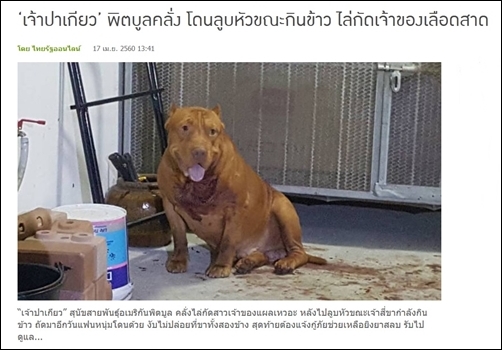 Dogilike.com :: เมื่อหมาหวงชามอาหารจนกัดเจ้าของ ... ปัญหาอยู่ที่ หมา หรือ เจ้าของ?