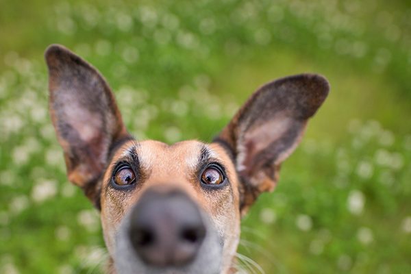 Dogilike.com :: ѴѹѺ 5 ¨ͧͧ͡