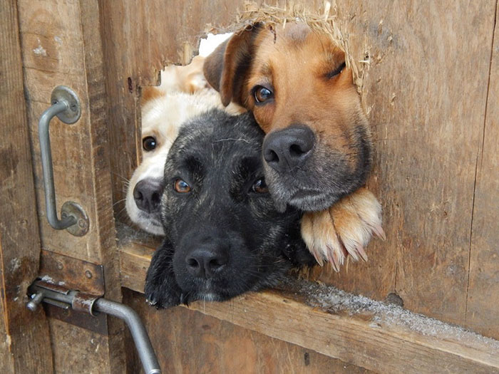 Dogilike.com :: ѴѹѺ 5 ¨ͧͧ͡