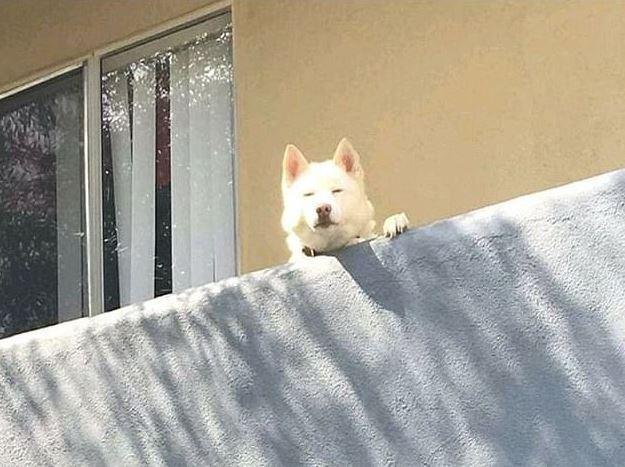 Dogilike.com :: ѴѹѺ 5 ¨ͧͧ͡