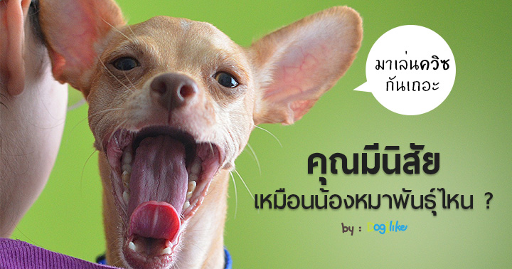Dogilike.com :: ԫ :: ͹! ͧҡ͡áѺس