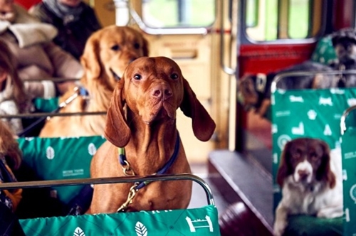 Dogilike.com :: δѧ! Դöʾҵٺͺا͹͹áš