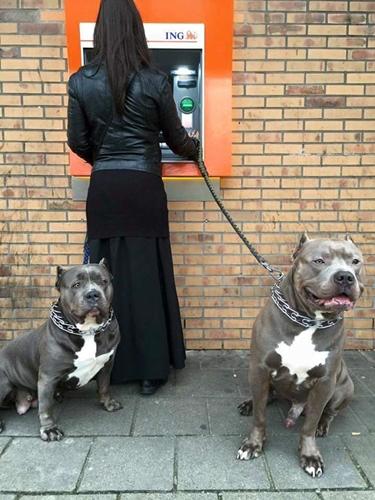 Dogilike.com :: 䧵ǪҢͧԹẺʺ  ͧ !