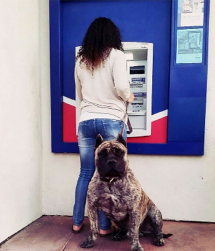 Dogilike.com :: 䧵ǪҢͧԹẺʺ  ͧ !