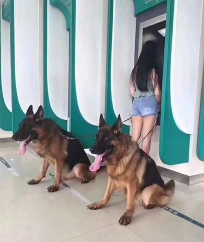 Dogilike.com :: 䧵ǪҢͧԹẺʺ  ͧ !