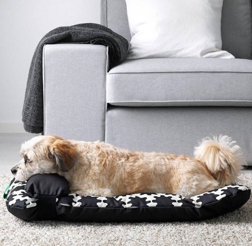Dogilike.com :: ҵ¡ͧ! IKEA ԴѺ੾ 