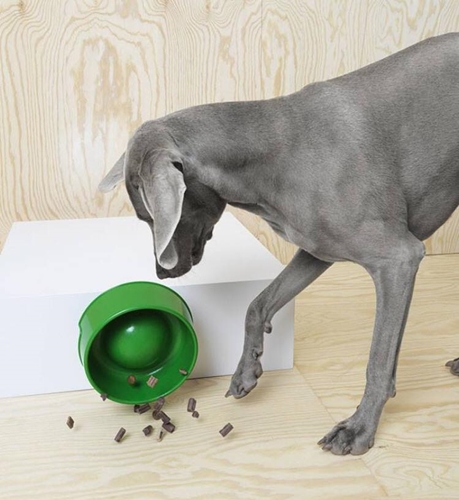 Dogilike.com :: ҵ¡ͧ! IKEA ԴѺ੾ 
