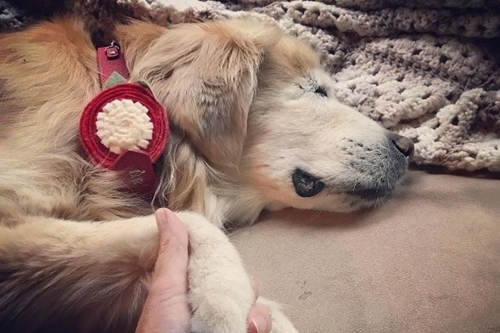 Dogilike.com :: ! Smiley عѢӺѴҺʹ˹ҷ 12 ªԵ