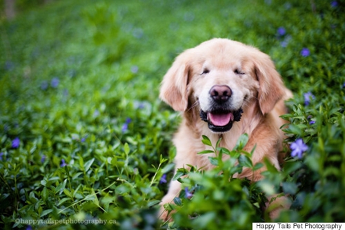 Dogilike.com :: ! Smiley عѢӺѴҺʹ˹ҷ 12 ªԵ