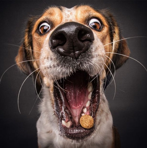 Dogilike.com :: ͧԹͧ˭! Ҿ˹ҹͧԹ