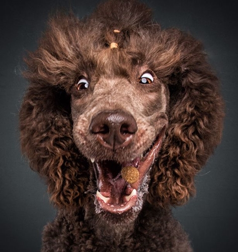 Dogilike.com :: ͧԹͧ˭! Ҿ˹ҹͧԹ
