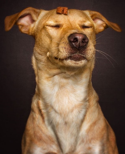 Dogilike.com :: ͧԹͧ˭! Ҿ˹ҹͧԹ
