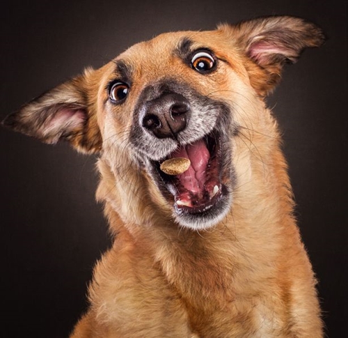 Dogilike.com :: ͧԹͧ˭! Ҿ˹ҹͧԹ