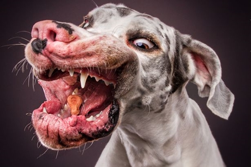 Dogilike.com :: ͧԹͧ˭! Ҿ˹ҹͧԹ