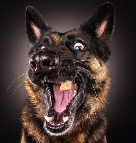 Dogilike.com :: ͧԹͧ˭! Ҿ˹ҹͧԹ