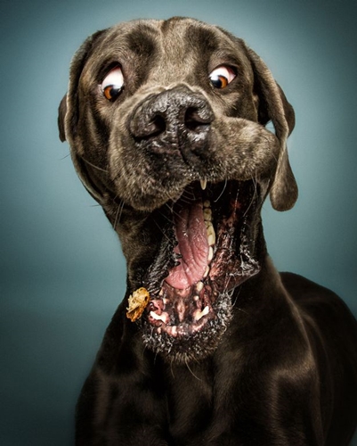 Dogilike.com :: ͧԹͧ˭! Ҿ˹ҹͧԹ