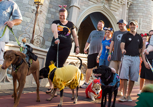 Dogilike.com :: ѡ! Walt Disney World Resort ͹حҵعѢҾѡ