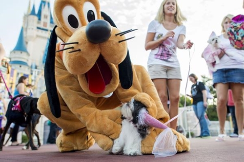 Dogilike.com :: ѡ! Walt Disney World Resort ͹حҵعѢҾѡ