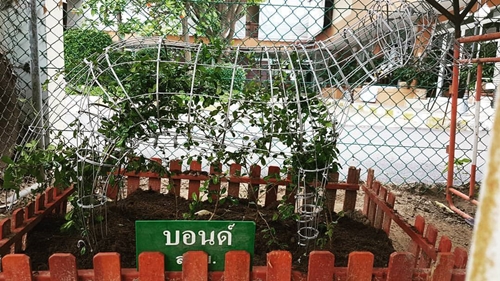 Dogilike.com :: ต้นไม้ตัวแทน สุนัขตำรวจเอก บอนด์ ระลึกถึงสุนัขพระราชทานตัวสุดท้าย ! Dogilike.com :: ต้นไม้ตัวแทน สุนัขตำรวจเอก บอนด์ ระลึกถึงสุนัขพระราชทานตัวสุดท้าย !