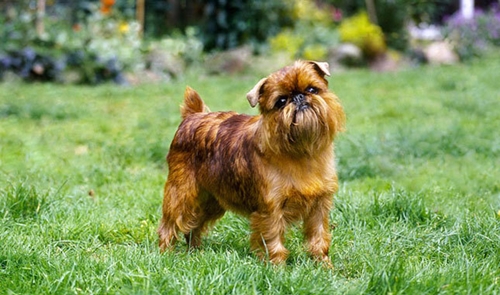 Dogilike.com :: ѴѹѺ 5 ¾ѹͧҷ˹ҵšԴ