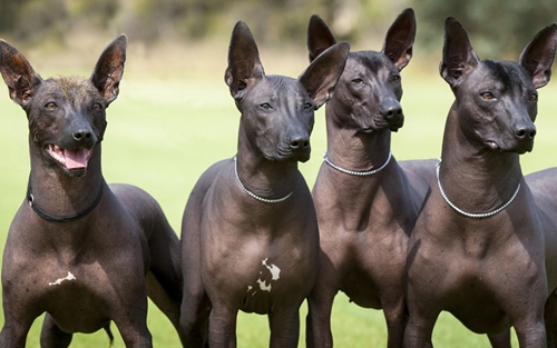Dogilike.com :: ѴѹѺ 5 ¾ѹͧҷ˹ҵšԴ