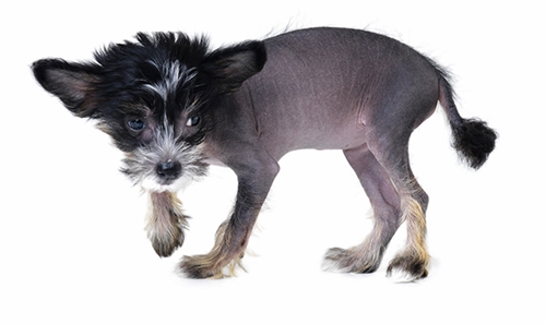 Dogilike.com :: ѴѹѺ 5 ¾ѹͧҷ˹ҵšԴ