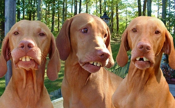 Dogilike.com :: ѴѹѺ 5 ¾ѹͧҷ˹ҵšԴ