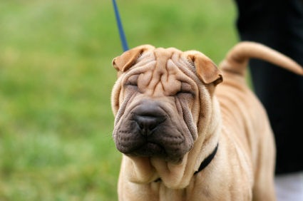 Dogilike.com :: ѴѹѺ 5 ¾ѹͧҷ˹ҵšԴ