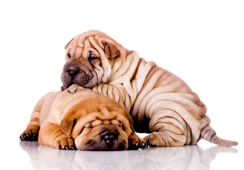 Dogilike.com :: ѴѹѺ 5 ¾ѹͧҷ˹ҵšԴ