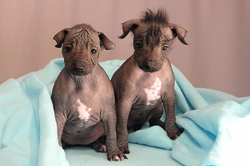 Dogilike.com :: ѴѹѺ 5 ¾ѹͧҷ˹ҵšԴ
