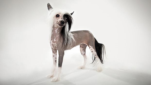 Dogilike.com :: ѴѹѺ 5 ¾ѹͧҷ˹ҵšԴ