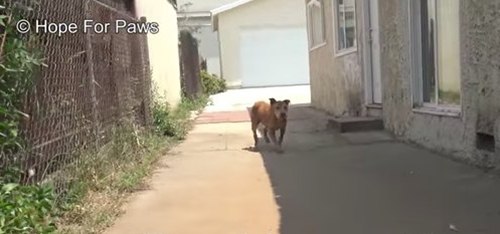 Dogilike.com :: ҵٺѵԹԹзѧԵ ѹ˹Ңͧ !