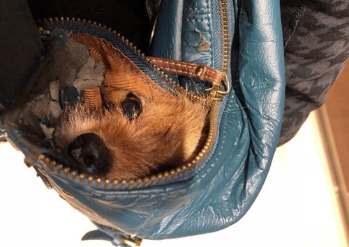 Dogilike.com :: ! Һͺس龺عѢشѡ繤ش