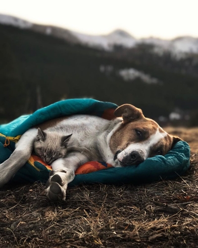 Dogilike.com :: ͧʹѡ ҢͧǤ !