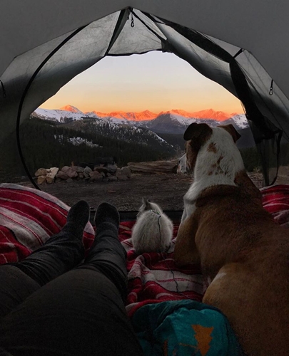 Dogilike.com :: ͧʹѡ ҢͧǤ !
