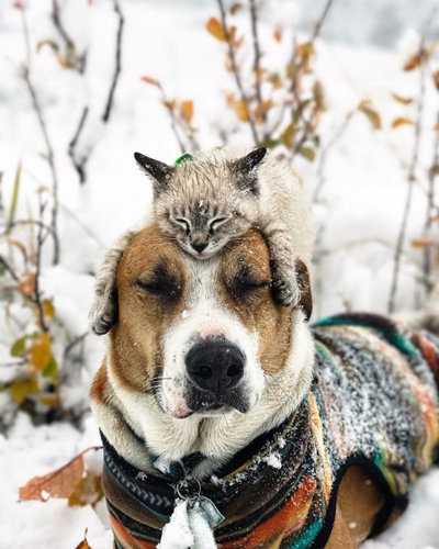 Dogilike.com :: ͧʹѡ ҢͧǤ !