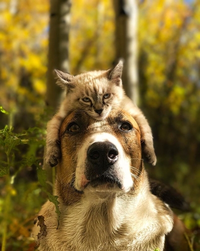 Dogilike.com :: ͧʹѡ ҢͧǤ !