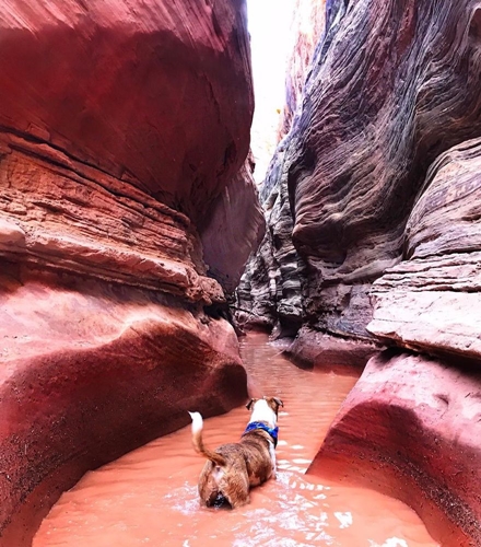 Dogilike.com :: ͧʹѡ ҢͧǤ !