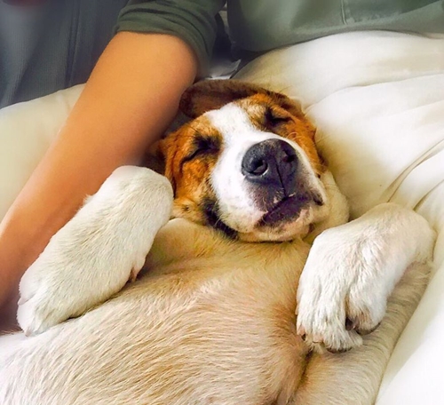 Dogilike.com :: ͧʹѡ ҢͧǤ !