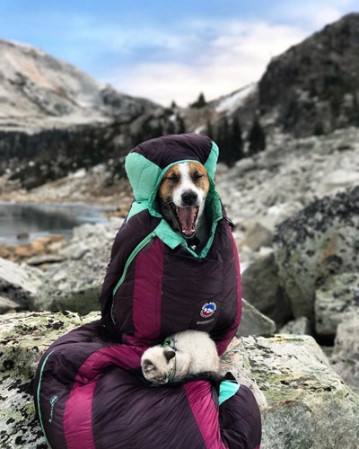 Dogilike.com :: ͧʹѡ ҢͧǤ !