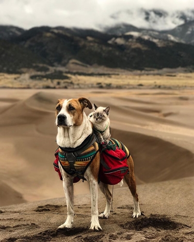 Dogilike.com :: ͧʹѡ ҢͧǤ !