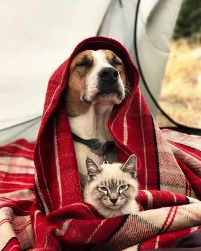 Dogilike.com :: ͧʹѡ ҢͧǤ !
