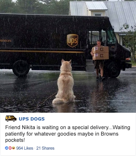 Dogilike.com :: UPS Ҿҵٺ͡ҷѡ Ѻ˹ҷ觢ͧ