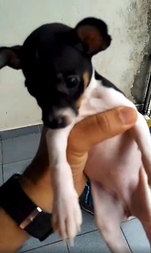 Dogilike.com :: 繴! ˹ٹ¶١Ѻѧͺ١عѢç¹ 