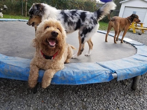Dogilike.com :: ԡöѺ-觾ǡѧԵ᤹Ҵ ͺ⨷Ңͧ !