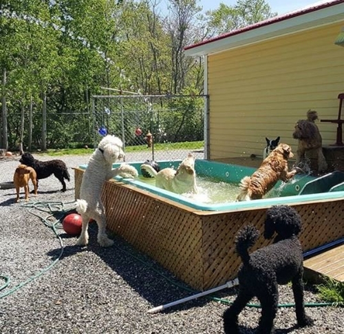 Dogilike.com :: ԡöѺ-觾ǡѧԵ᤹Ҵ ͺ⨷Ңͧ !