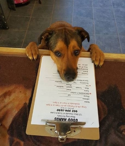 Dogilike.com :: ԡöѺ-觾ǡѧԵ᤹Ҵ ͺ⨷Ңͧ !